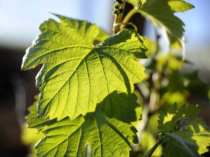 Morfología de la vid Wonalixia bittersweet