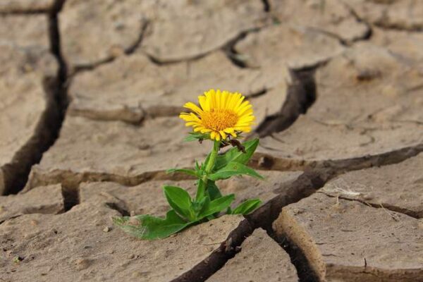 REGALAR CADA DIA EL CORAZON, ES COMO ABRIR  LAS PUERTAS DEL CIELO…